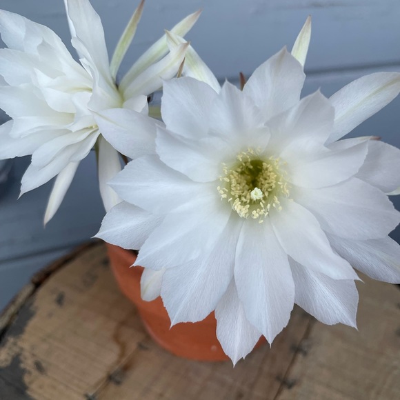 Meet your Poshers, Kelly and Jesse. - Picture 5 of 5